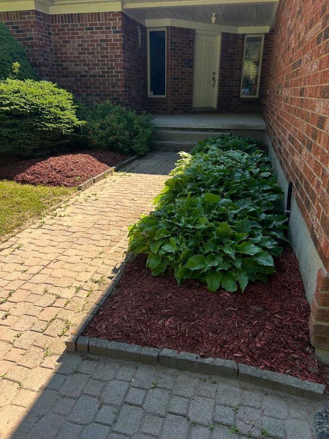 A finished mulch bed of hostas along a brick walkway